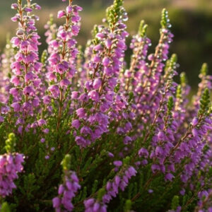 heather flowers heather flowers
