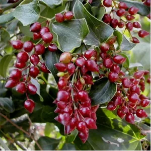 Sarsaparilla-Root.