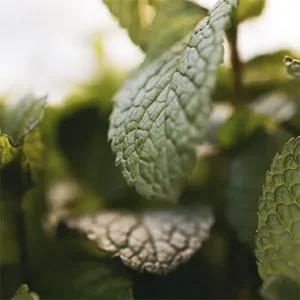 Spearmint-Leaf