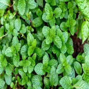 peppermint-leaf